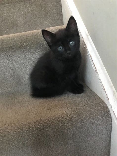 4 month old <b>Black</b> Smoke <b>Turkish Angora for sale</b>! If you're interested text me at (708) xxx-xxxx. . Black kittens for sale
